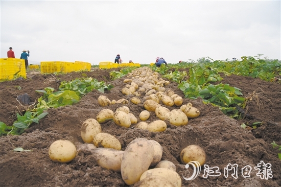 工人们对马铃薯进行挑选分类、整理排布、打包装框，现场展现出一派热闹的收获景象。