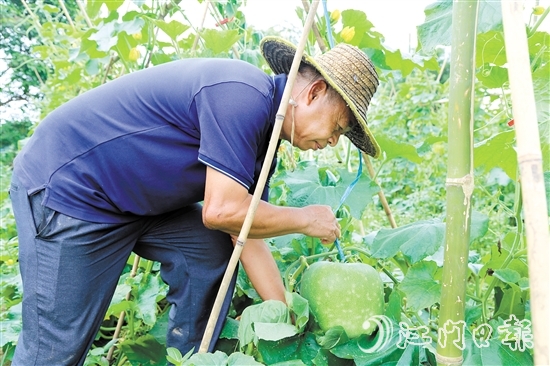 陈遇荣弯腰查看潭碧冬瓜的生长情况。