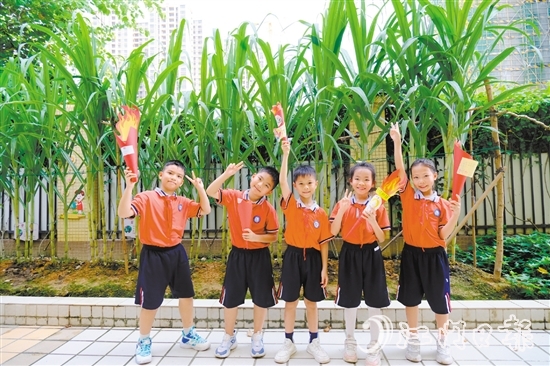 朗晴小学学生打卡校园甘蔗地。 朗晴小学学生打卡校园甘蔗地。