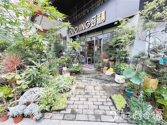 “多精植物”的门口错落有致地摆放着形态各异的植物。