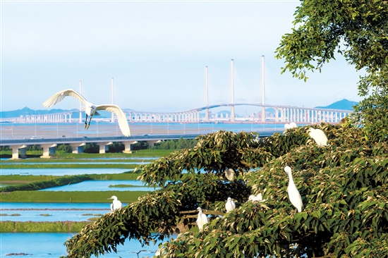 飞舞的白鹭和远处的黄茅海跨海通道构成一幅画。