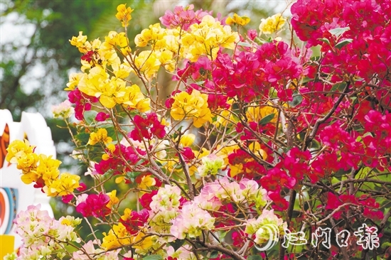东湖公园种植了多个簕杜鹃品种。