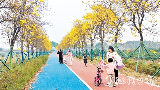 新会英洲海碧道两旁的黄花风铃吸引了不少市民和游客。