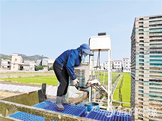 工人正在回收秧盘，准备培育下一批秧苗。