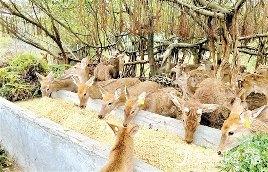 位于雅瑶镇的棱坝梅花鹿生态农场内,百鹿呦鸣。 位于雅瑶镇的棱坝梅花鹿生态农场内,百鹿呦鸣。