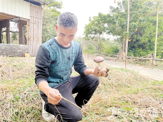 劳浩山介绍赤松茸时滔滔不绝。 劳浩山介绍赤松茸时滔滔不绝。