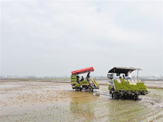 插秧机在田间穿梭作业,提高了插秧的效率。 插秧机在田间穿梭作业,提高了插秧的效率。
