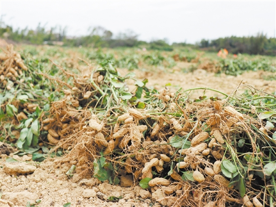 鹤城镇南中村去年种下的花生迎来了收获。 鹤城镇南中村去年种下的花生迎来了收获。