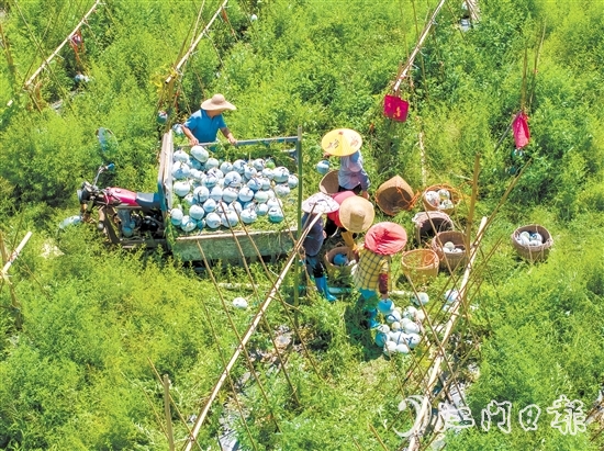 科技品牌双轮驱动下，潭碧冬瓜打出了品牌效应。