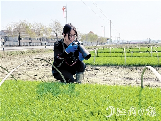 尹晓婷到田里查看秧苗成长情况。