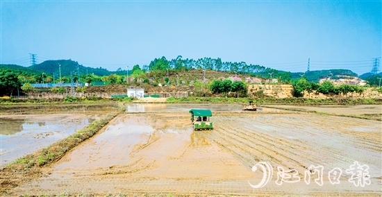 松土机、插秧机在集中连片的水田里来回穿梭。
