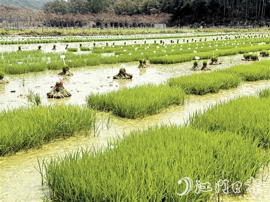 在阳光的照耀下，育苗水田上的稻苗焕发出勃勃生机。