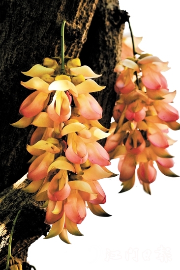 粉色禾雀花是大雁山风景区特有的野生品种。 粉色禾雀花是大雁山风景区特有的野生品种。