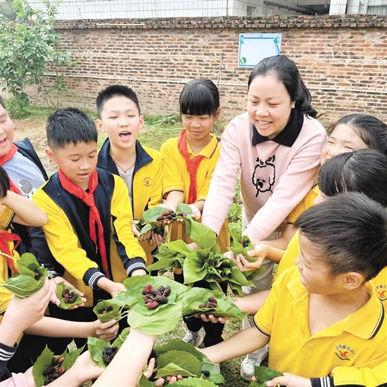 在古劳镇连南小学“乐桑园”劳动实践基地，学生们分工合作采摘桑葚。