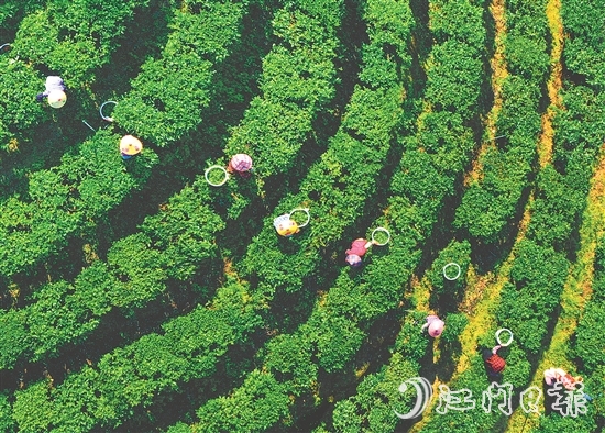 正值春茶采摘期，在黄亚山茶业的茶场里，茶农们正在采摘茶叶。