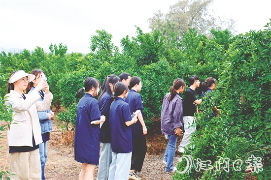 港澳学子们在沙湖镇和平村的茶枝柑种植基地深入了解恩平茶枝柑产业的发展现状。