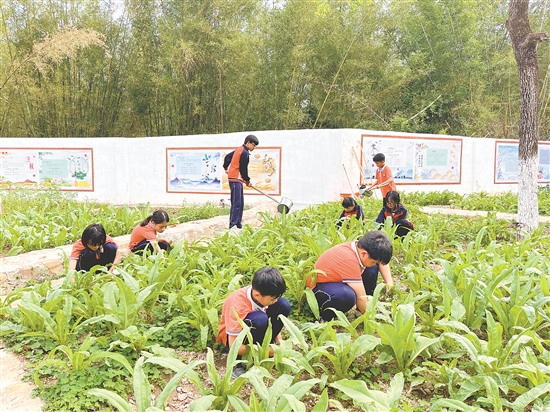 在大田镇中心小学的种子园，师生们一起除草、浇水、采摘蔬菜，忙得不亦乐乎。