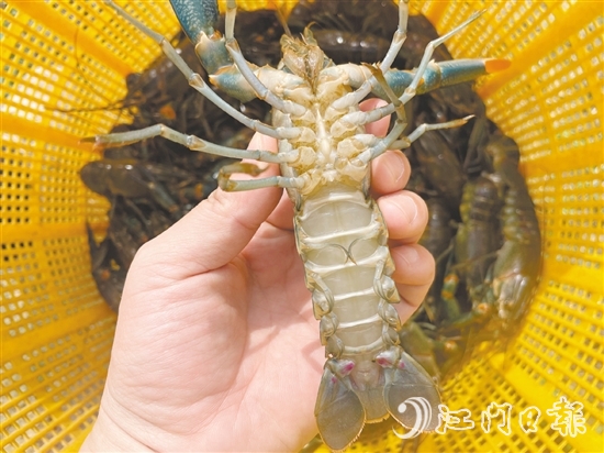 澳洲蓝龙虾品质优、价格高。