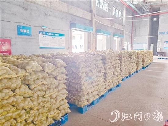 得益于广东供销（恩平）天业冷链物流产业园，已收获的马铃薯得到较好的存放，还可以根据市场变化错峰出售，争取更好的价格。