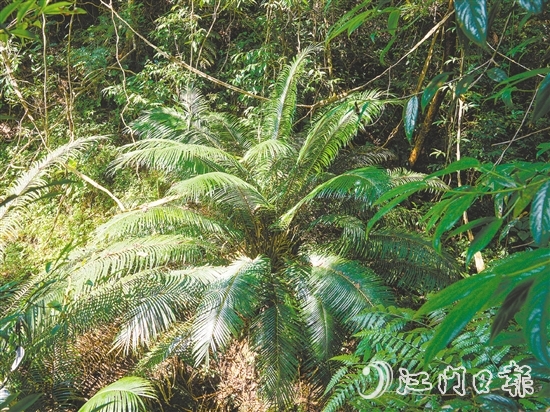 七星坑保护区内首次发现国家一级保护植物——仙湖苏铁。