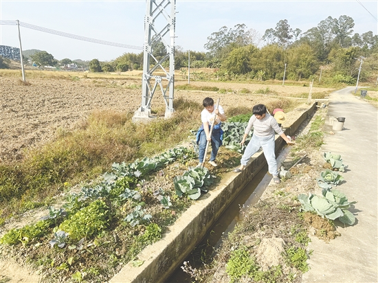 伍艳梨拎着锄头帮村民移栽蔬菜。