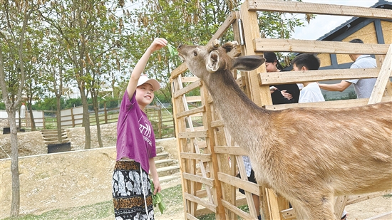 在七星山牧场，小朋友与萌宠互动。