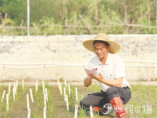 台山市农业技术推广中心良种示范场场长谢文青