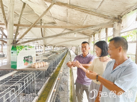 冯汇琪（中）走进珍珠鸡养殖场，为弓田村土特产“带货”。