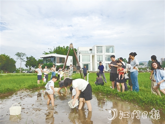 近段时间，不少外地游客专门到恩平市簕菜文化创意园参与农耕活动。