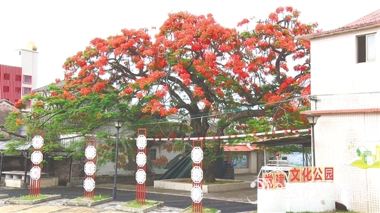坑口村的凤凰花盛开，恰似天边燃烧的云霞。