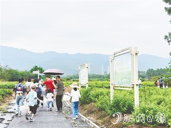 恩平市簕菜文化创意园打造集文旅、饮食、研学、农耕等于一体的旅游综合体。