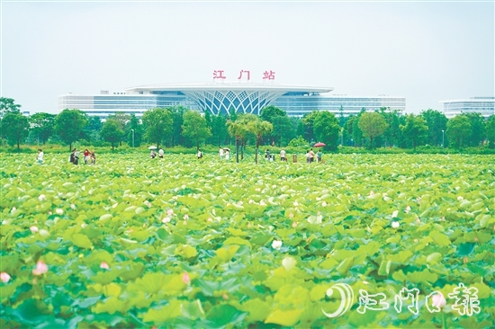 新会梅江农业生态园中荷花已绽放，将于6-7月迎来盛花期。