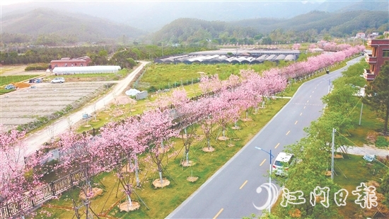 鹤山市坚持全市“一盘棋”推进乡村绿化工作。图为鹤城镇城西村樱花大道。