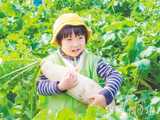 崖门甜水萝卜肉质细腻、清甜无渣。