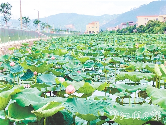 村内新增的荷花池风景优美，成为村民休闲放松的好去处。