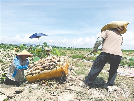 钟亦平夫妻齐上阵,合力发展种植业。 钟亦平夫妻齐上阵,合力发展种植业。