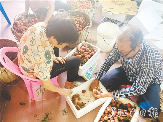 北陡镇的果农忙着将荔枝分拣装箱。 北陡镇的果农忙着将荔枝分拣装箱。