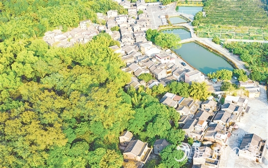 大江镇石桥村华侨资源丰富,村内有成片侨房形成的侨韵景观。 大江镇石桥村华侨资源丰富,村内有成片侨房形成的侨韵景观。