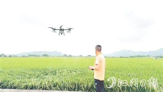 农业技术人员利用大型植保无人机对农田进行补肥杀虫。 农业技术人员利用大型植保无人机对农田进行补肥杀虫。