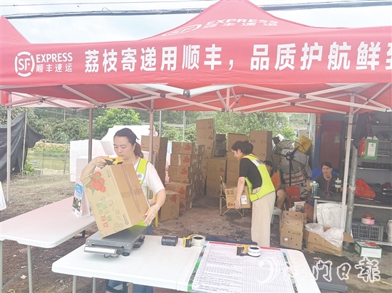 顺丰、京东等快递企业已进驻宅梧镇荷村村，助力宅梧荔枝走上全国消费者的餐桌。