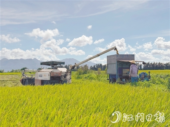 汶村镇上万亩稻田迎来丰收,大耕户争分夺秒抢收。 汶村镇上万亩稻田迎来丰收,大耕户争分夺秒抢收。
