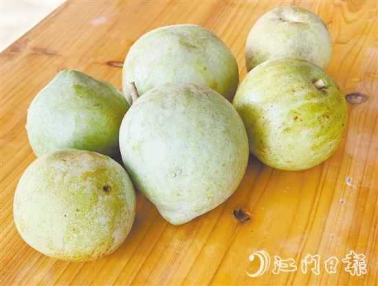 冰淇淋果果实成熟时可呈黄色或绿色,果肉为乳白色或米黄色,质地绵软顺滑,果香浓郁。 冰淇淋果果实成熟时可呈黄色或绿色,果肉为乳白色或米黄色,质地绵软顺滑,果香浓郁。