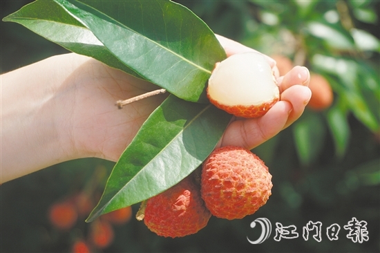 四九镇荔枝林迎来丰收。 四九镇荔枝林迎来丰收。