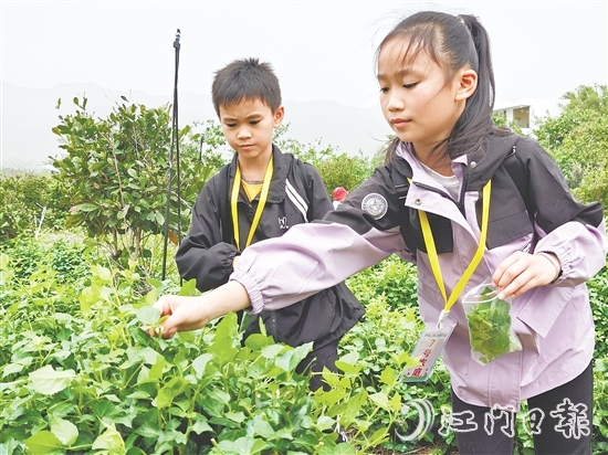 恩平簕菜富含黄酮类化合物、生物碱及多种微量元素。 恩平簕菜富含黄酮类化合物、生物碱及多种微量元素。
