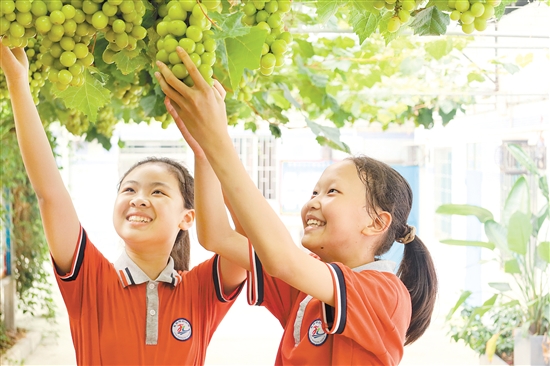 同学们亲手采摘葡萄。 同学们亲手采摘葡萄。