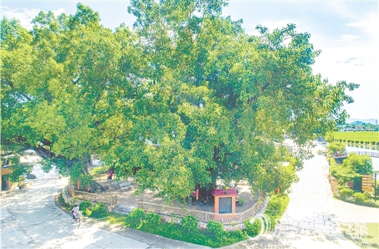 广海镇靖安村紧紧围绕得天独厚的“绿色瑰宝”，全力打造独具“海丝”风情的菩提古树公园。