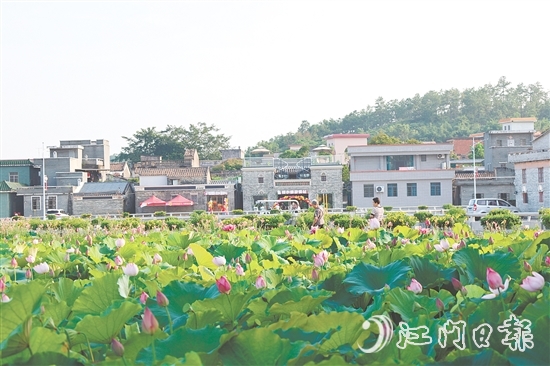 荷花嘉年华开幕以荷为纽带，精心策划多个特色环节，为游客带来沉浸式体验。