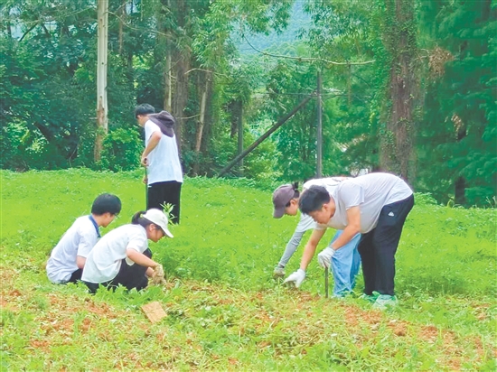 队员们在田间进行除草工作。