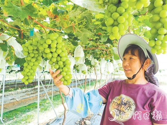 裕丰葡萄园管护人员查看葡萄长势。