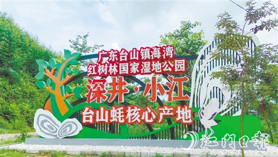 深井镇小江村是国家地理标志农产品“台山蚝”核心产区、蚝苗养殖主产区，也是广东台山镇海湾红树林国家湿地公园东北入口。